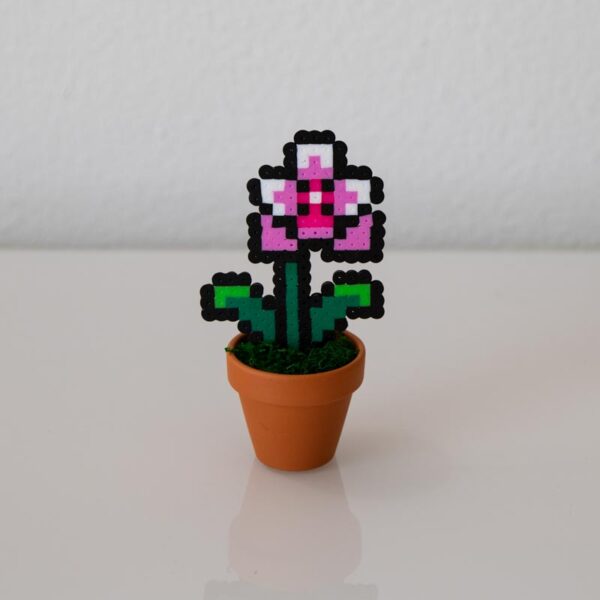 Jolie petite plante