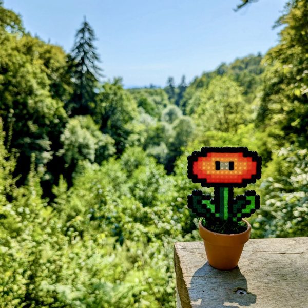 Plante de feu